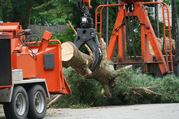 Best Residential Tree Removal  in USA